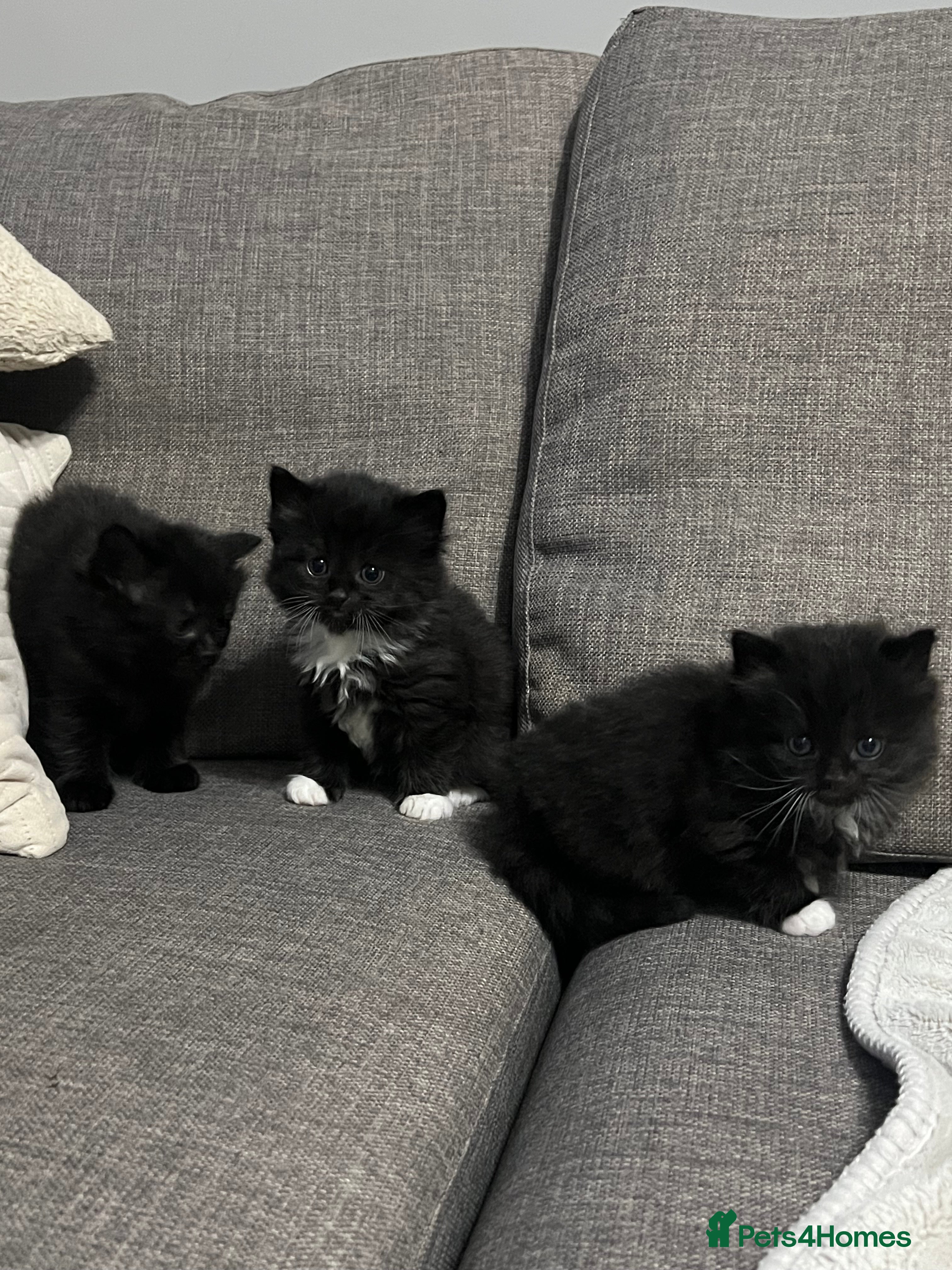 Mixed Breed cats Beautiful kittens - Advert 1