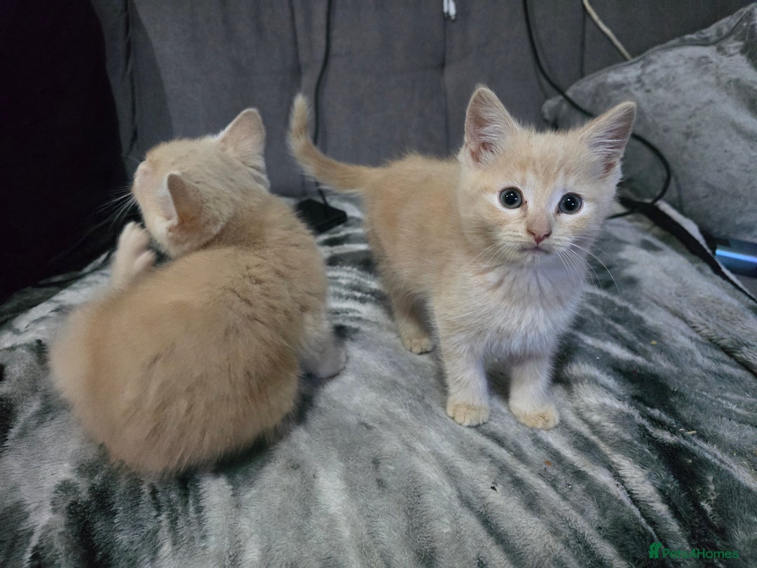 Mixed Breed cats for sale: Mixed breed kittens ready now.  - Image 24