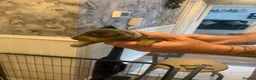 Dachshund dogs for sale: Dachshund Pupies(Loverly Colours) - Advert 9