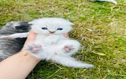 Scottish Fold cats for sale: Adorable Kittens Looking for Their Forever Homes🐾 - Image 18