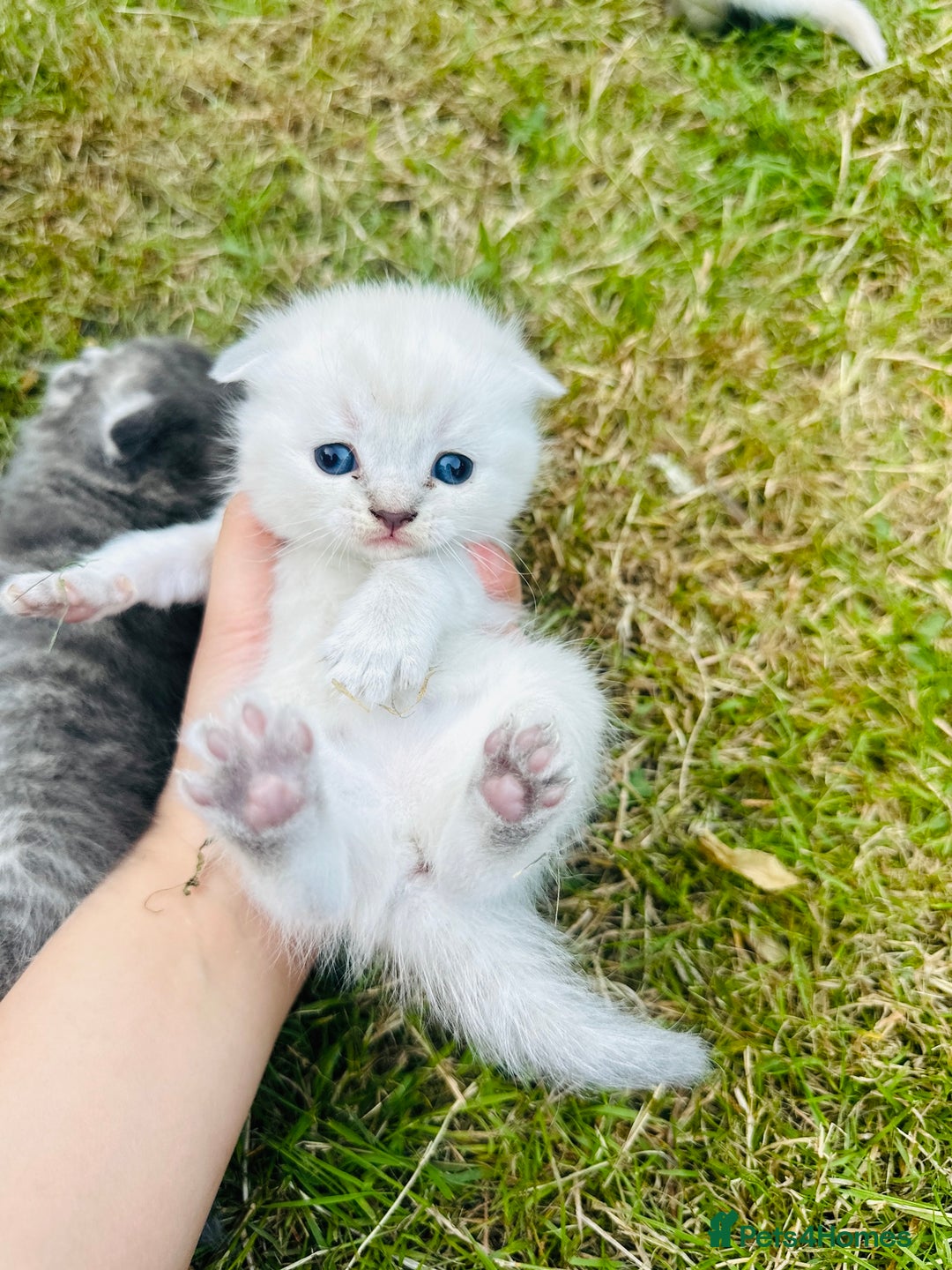 Scottish Fold cats for sale: Adorable Kittens Looking for Their Forever Homes🐾 - Image 18