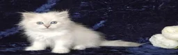 Siberian cats for sale: GCCF Registered Siberian Kitten For Sale  - Advert 8