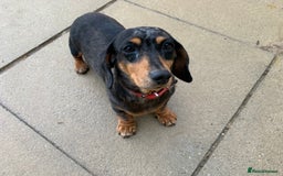 Miniature Dachshund dogs for sale: Minature daschund female  - Image 2