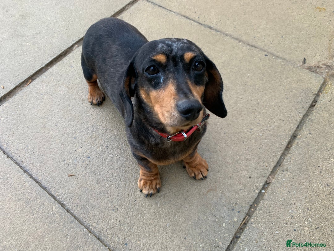 Miniature Dachshund dogs for sale: Minature daschund female  - Image 2