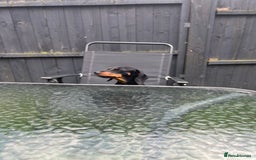 Dachshund dogs for sale: Black and Tan Dachshund Looking for a Loving Home  - Image 1