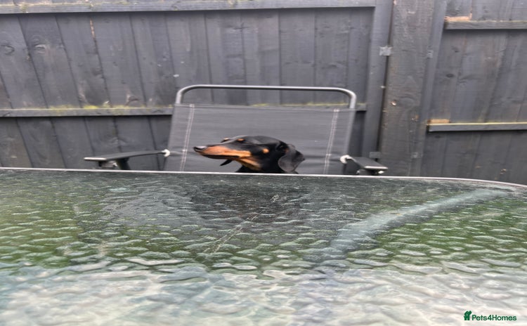 Dachshund dogs - Advert 1