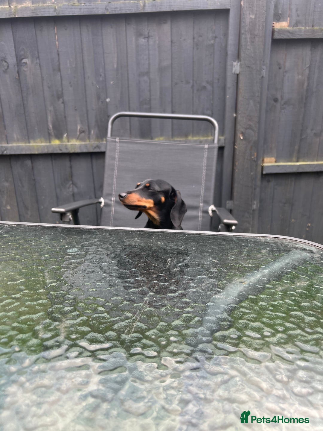 Dachshund dogs for sale: Black and Tan Dachshund Looking for a Loving Home  - Image 1