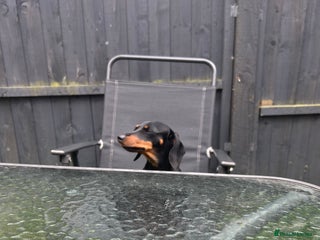 Dachshund dogs for sale - Advert 1