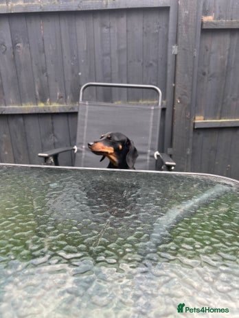 Dachshund dogs - Advert 1