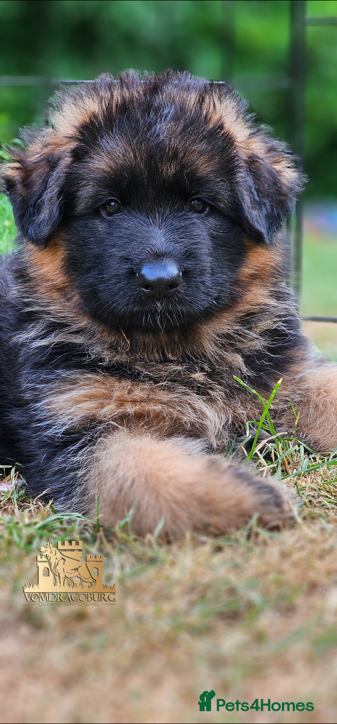 German Shepherd dogs for sale: Beautiful girl available  - Image 13