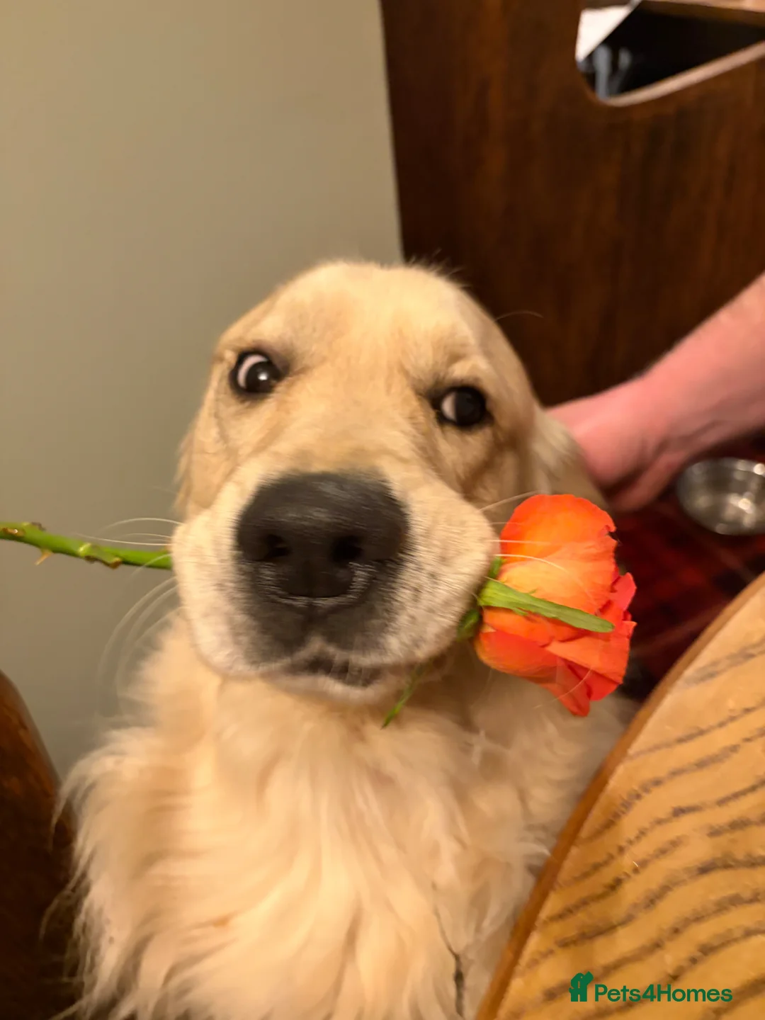 Golden Retriever dogs for stud: Hunky boy for stud  - Advert 3