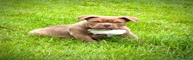 American Bully 3❤️