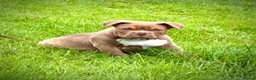 American Bully dogs for sale: Pocketbully last girl❤️only 900£ - Advert 15