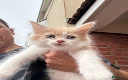 Mixed Breed cats for sale: Persian cross Ragdoll kittens real stunners - Image 16