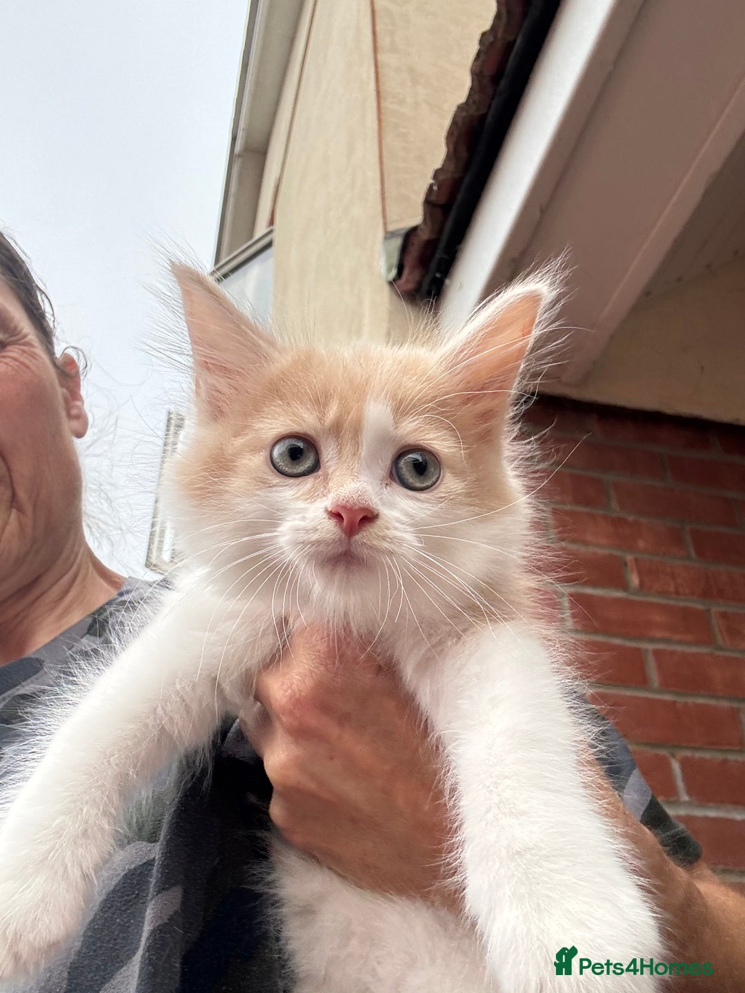 Mixed Breed cats for sale: Persian cross Ragdoll kittens real stunners - Image 16