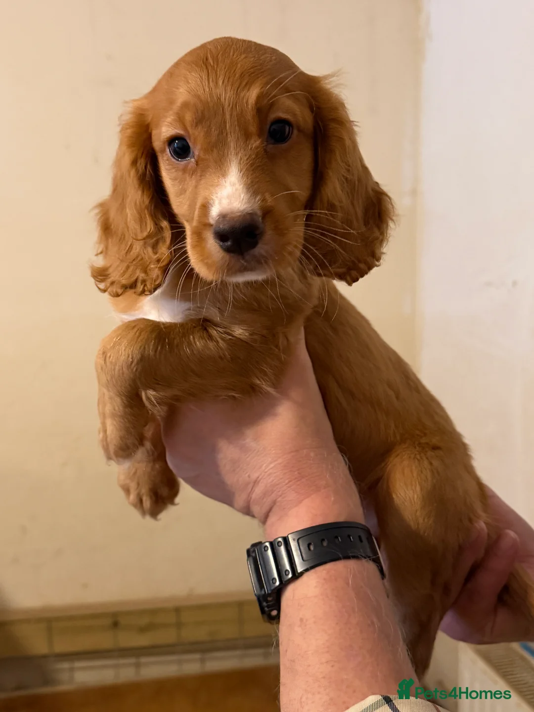 Cocker Spaniel dogs for sale: Working cocker spaniel puppies ready now! - Advert 11