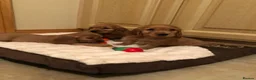Cocker Spaniel dogs for sale: FULLY HEALTH TESTED SHOW TYPE PUPPIES  in Rochdale - Advert 1