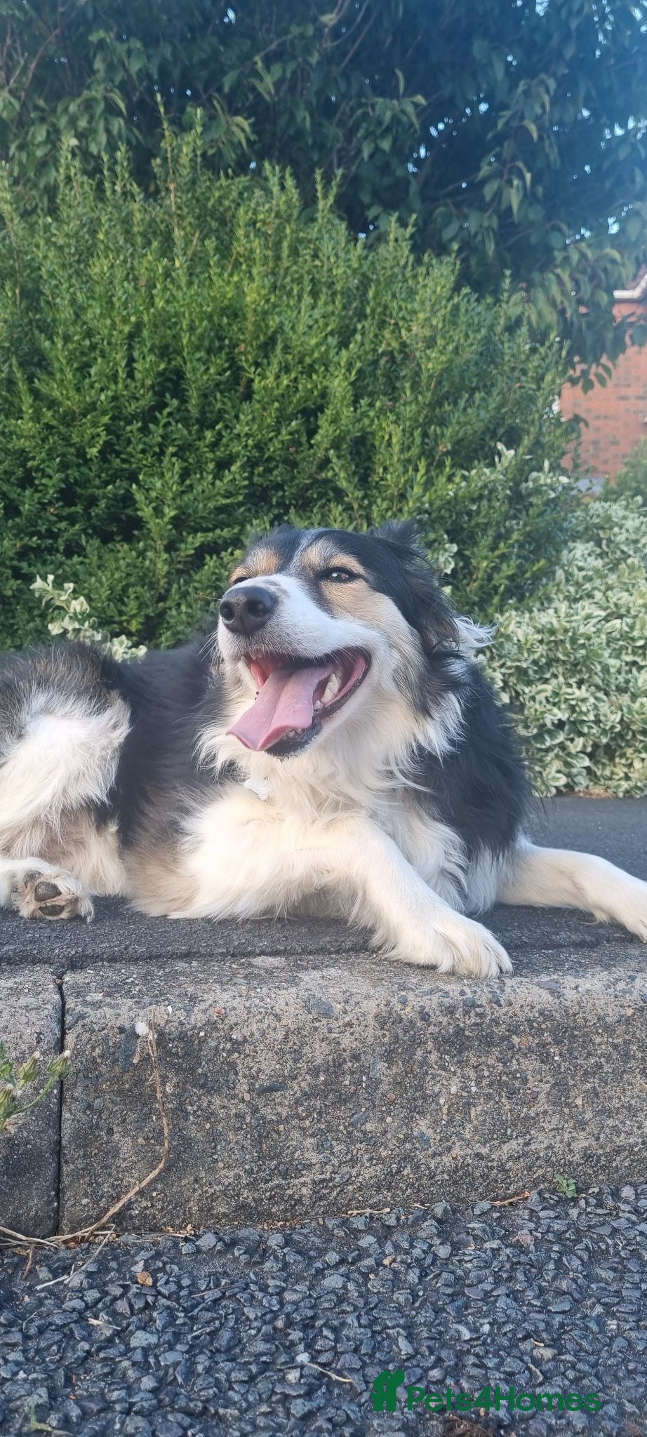 Border Collie dogs Border Collie - Advert 1