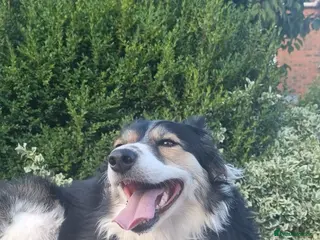 Border Collie dogs Border Collie - Advert 1