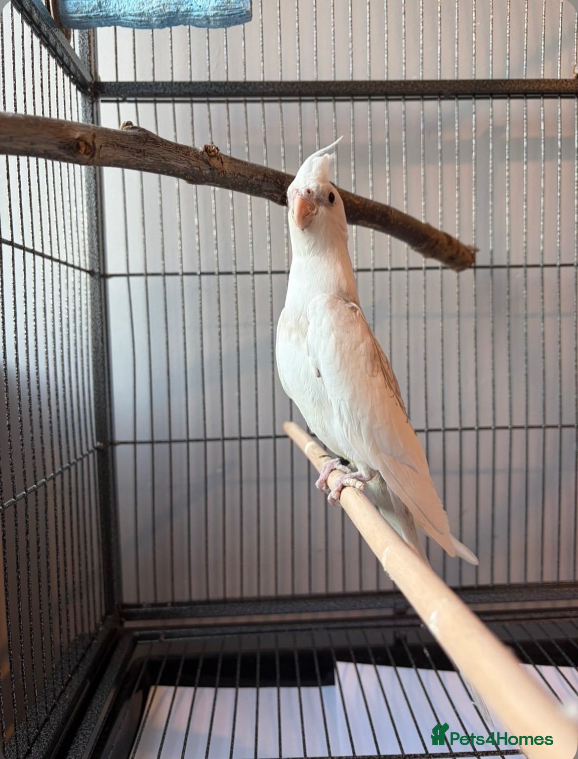 Cockatiels birds BEAUTIFUL RARE COCKTIEL FOR SALE!! - Advert 2