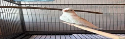 Cockatiels birds for sale: BEAUTIFUL RARE COCKTIEL FOR SALE!! - Advert 2
