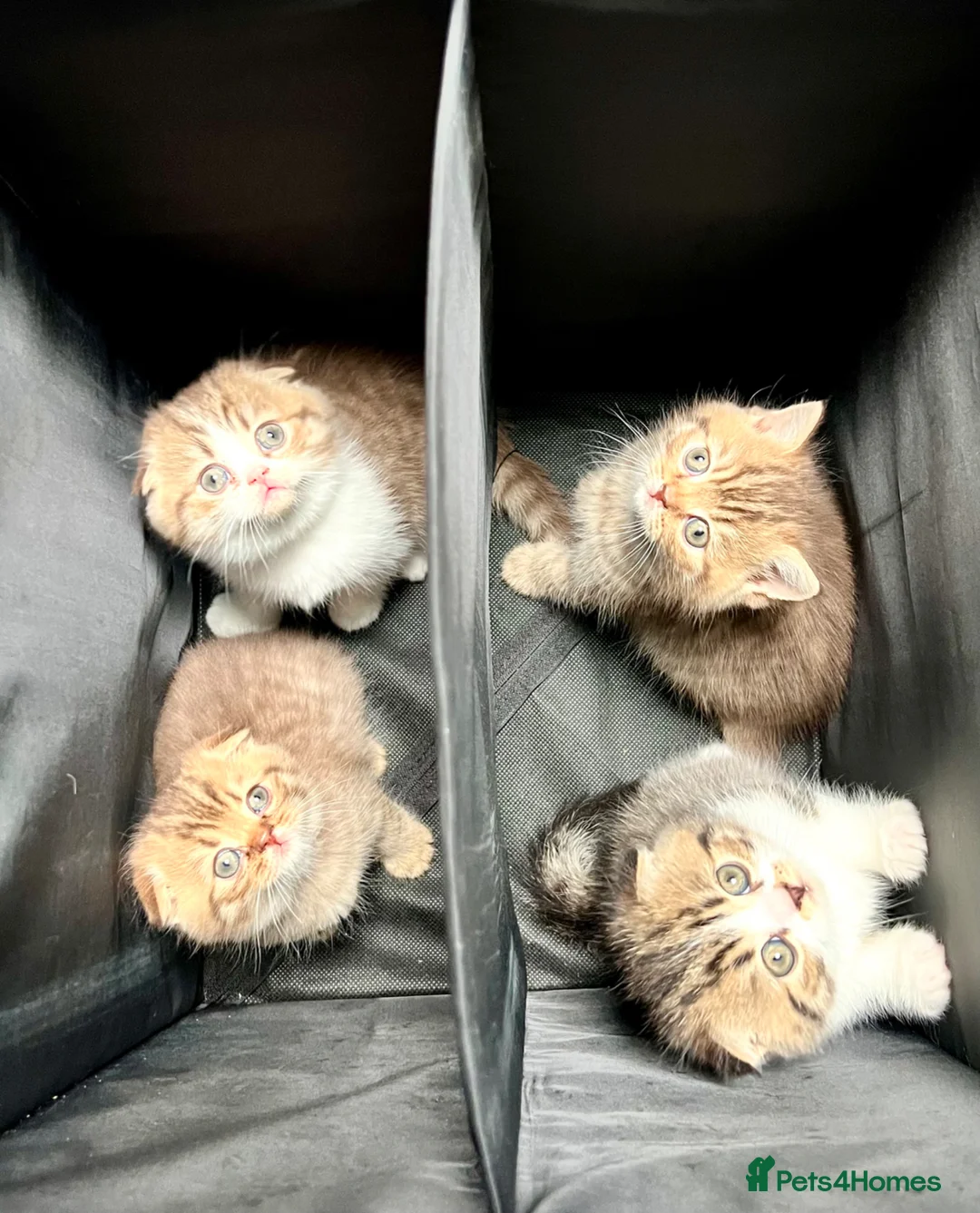 Scottish Fold cats for sale: Adorable Scottish Fold kittens 🐈‍⬛  - Advert 1