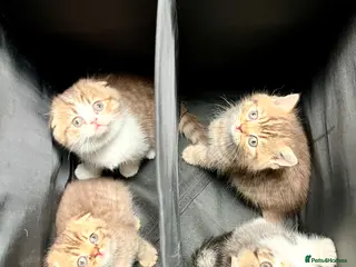 Scottish Fold cats Adorable Scottish Fold kittens 🐈⬛ - Advert 1