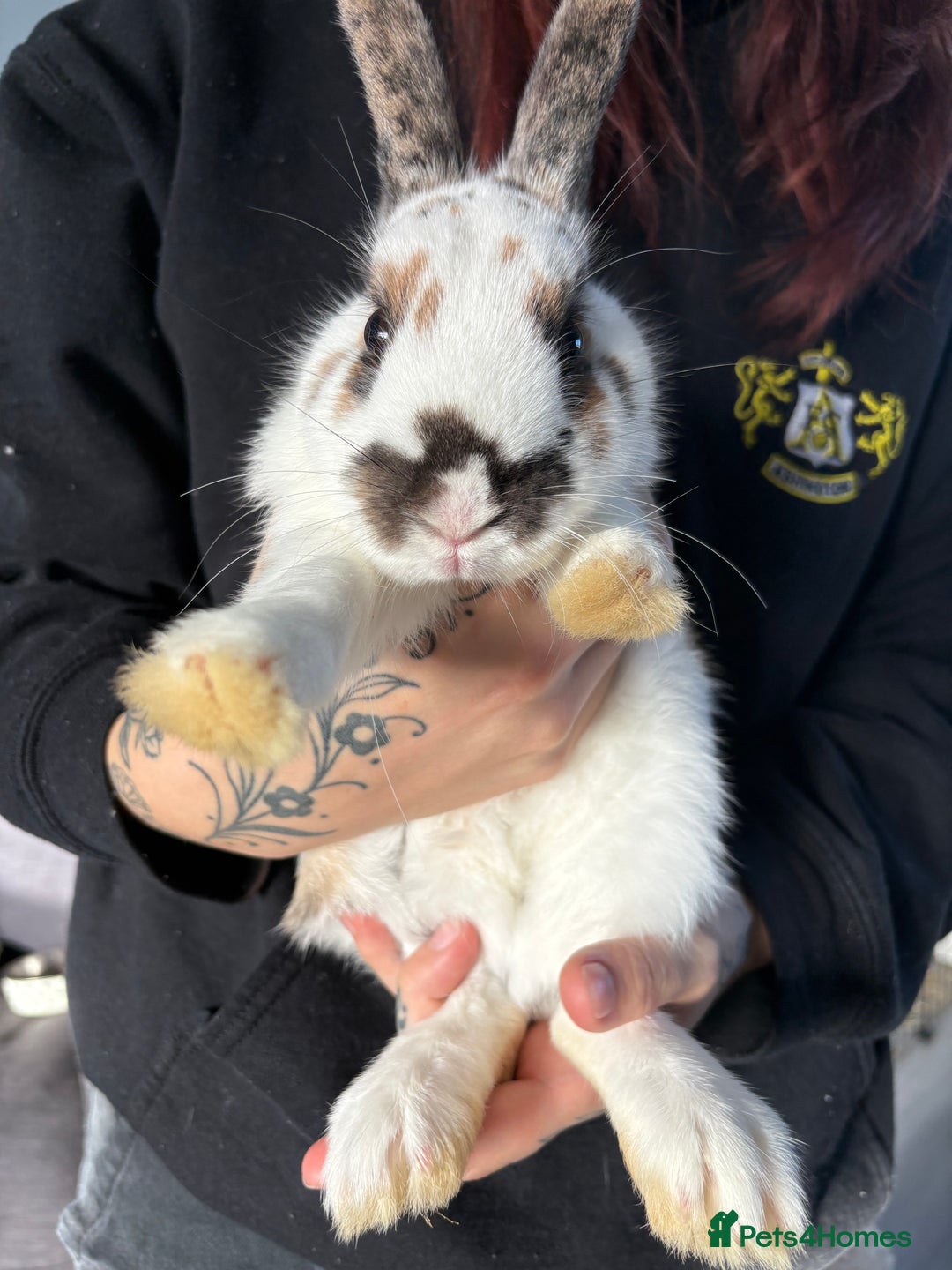 Mixed Breed rabbits for sale: 2 male Rex X netherland dwarf - Advert 2