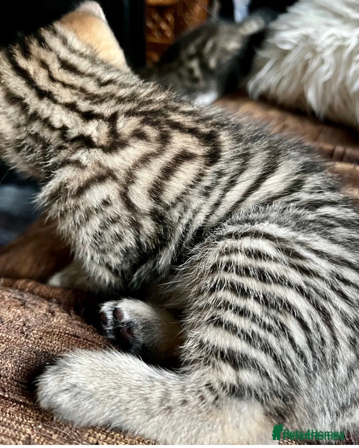 Bengal cats Glittery Bengal X With Famous References! - Advert 1