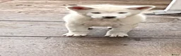 Japanese Akita Inu dogs for sale: Japanese Akita Puppies  - Advert 21