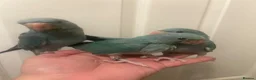 Ringnecks birds for sale: Hand Reared Baby Indian Ringnecks  - Advert 2