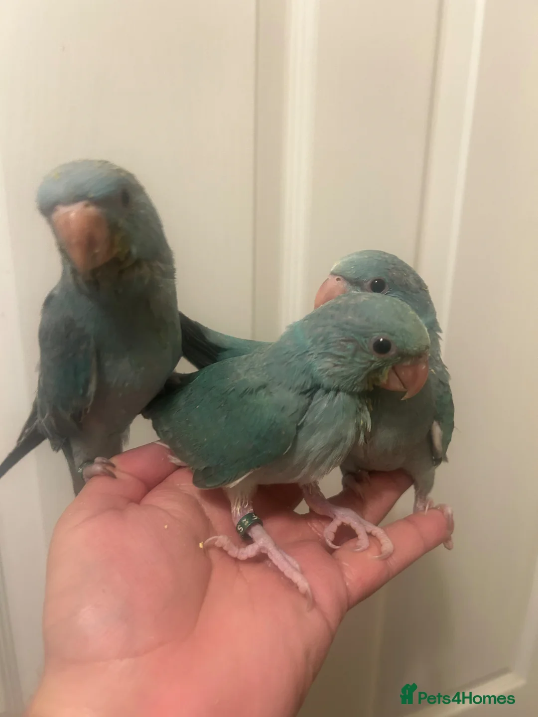 Ringnecks birds for sale: Hand Reared Baby Indian Ringnecks  - Advert 2