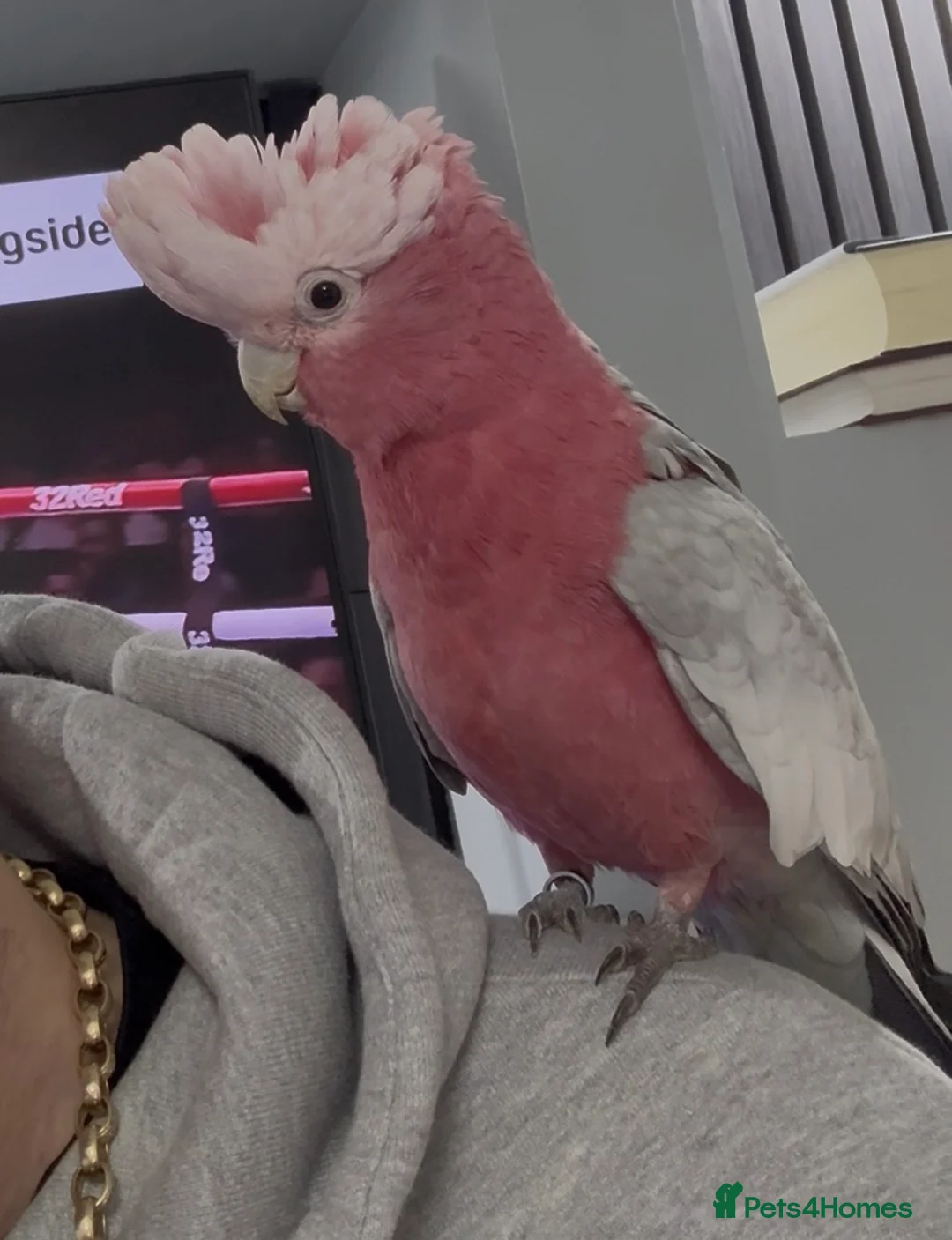 Cockatoo birds for sale: 18 month old Galah cockatoo (TAME) - Advert 1