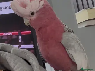 Cockatoo birds 18 month old Galah cockatoo (TAME) in Nottingham - Advert 6