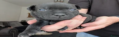 Black Staffordshire Bull Terrier (Red Collar)