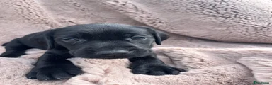 Labrador Retriever Puppy 4