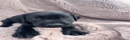 Labrador Retriever dogs for sale: Lovely and Lively Labrador Puppies for sale - Advert 1