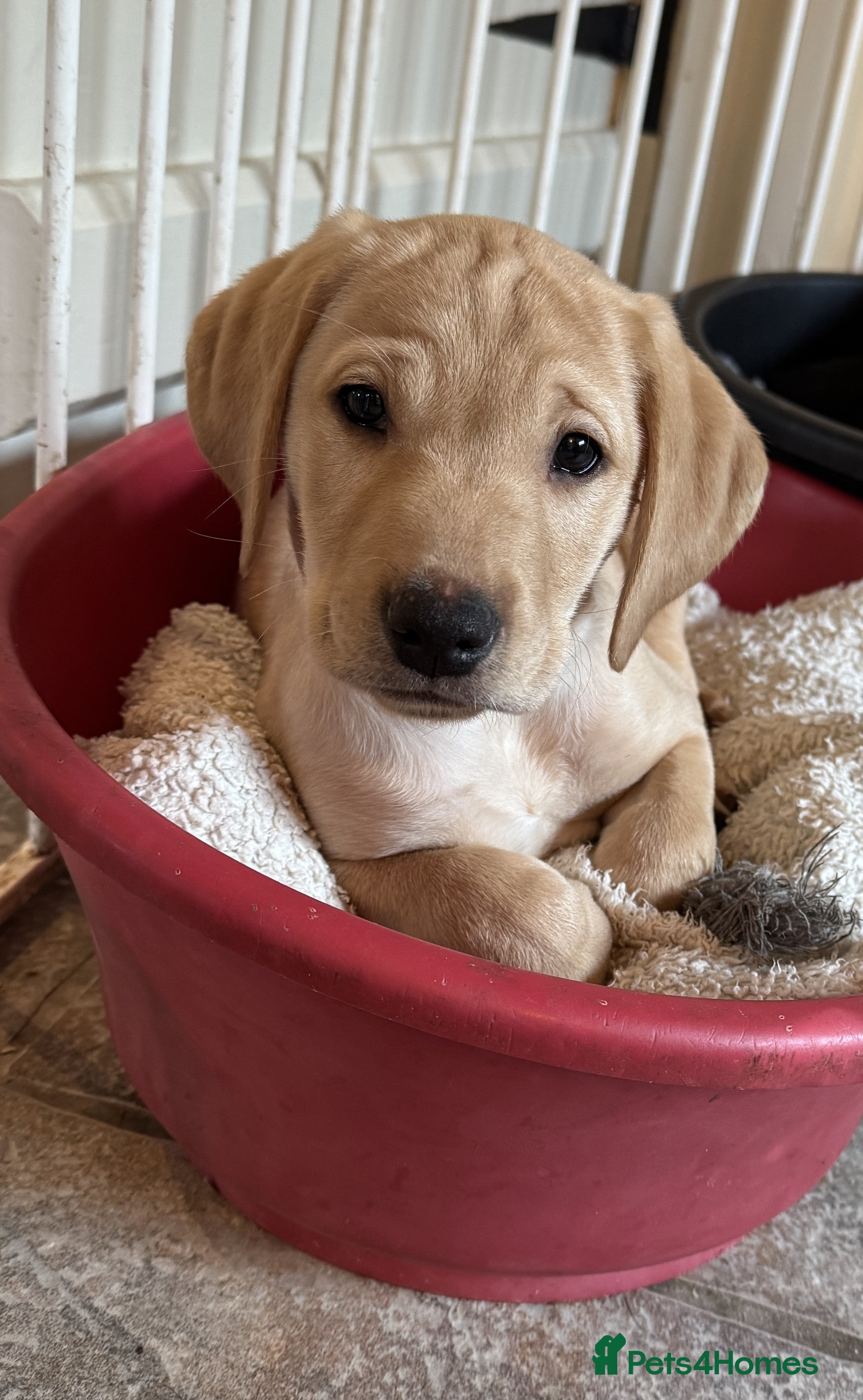 Labrador Retriever dogs KC registered male Labrador puppy. Ready now. - Advert 3
