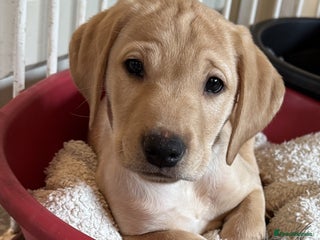 Labrador Retriever dogs KC registered male Labrador puppy. Ready now. - Advert 1