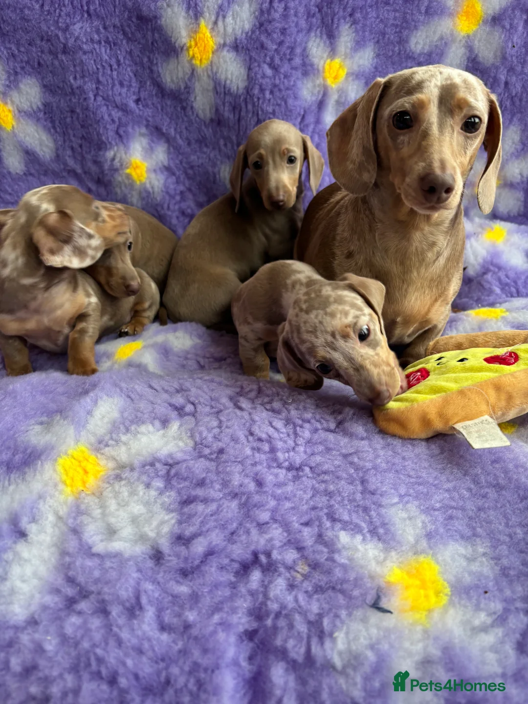 Miniature Dachshund dogs for sale: Miniature Dachsund puppies  - Advert 2