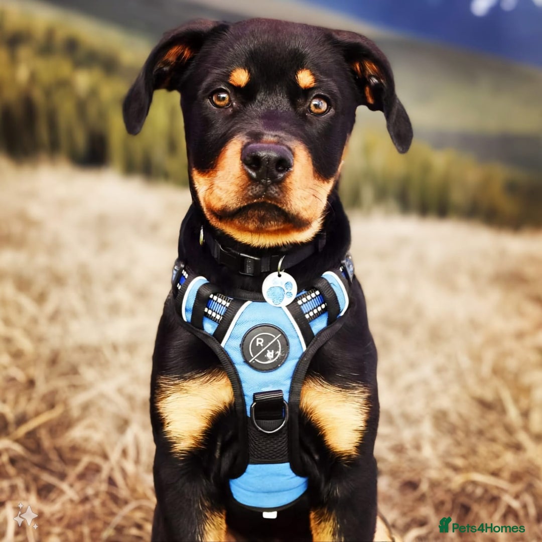 Rottweiler dogs for sale: Bobby the Rottie  - Image 8