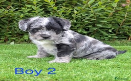 French Bulldog dogs for sale: French Bulldog Froodle Puppies  - Image 12