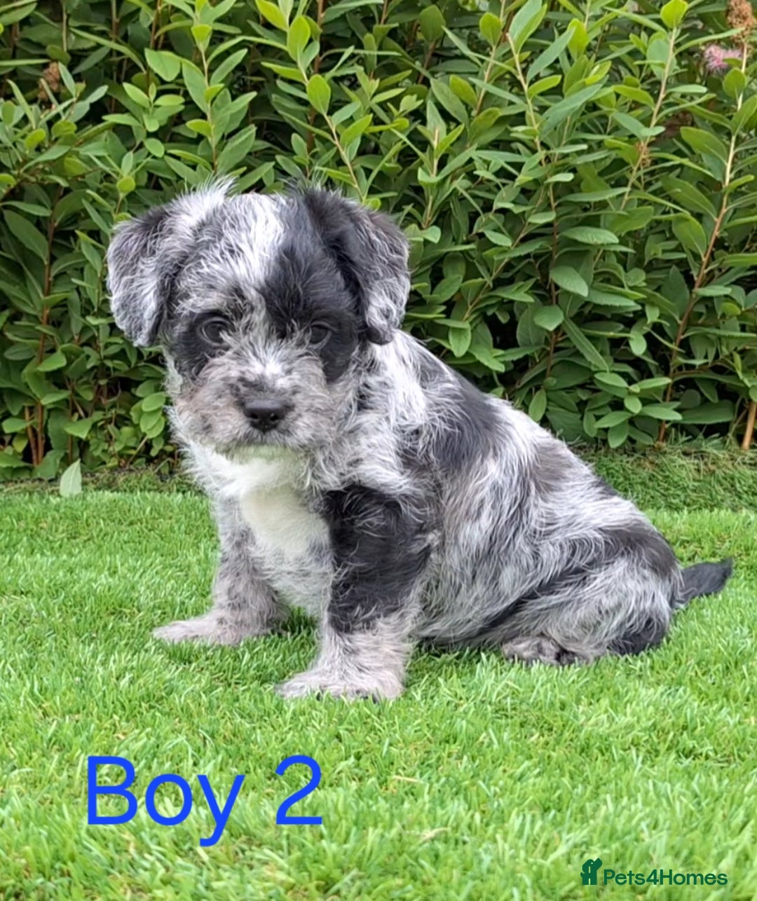 French Bulldog dogs for sale: French Bulldog Froodle Puppies  - Image 12