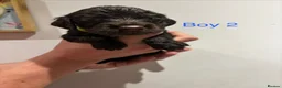 Cocker Spaniel dogs for sale: Beautiful litter of cocker spaniels in Birmingham - Advert 8