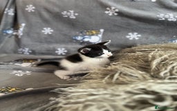 Mixed Breed cats for sale: Kittens  - Image 12