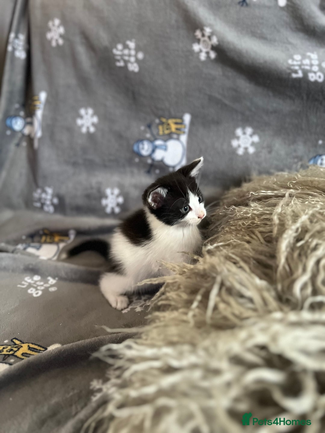 Mixed Breed cats for sale: Kittens  - Image 12