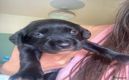 Springador dogs for sale: Springadors from working puppies  - Image 3