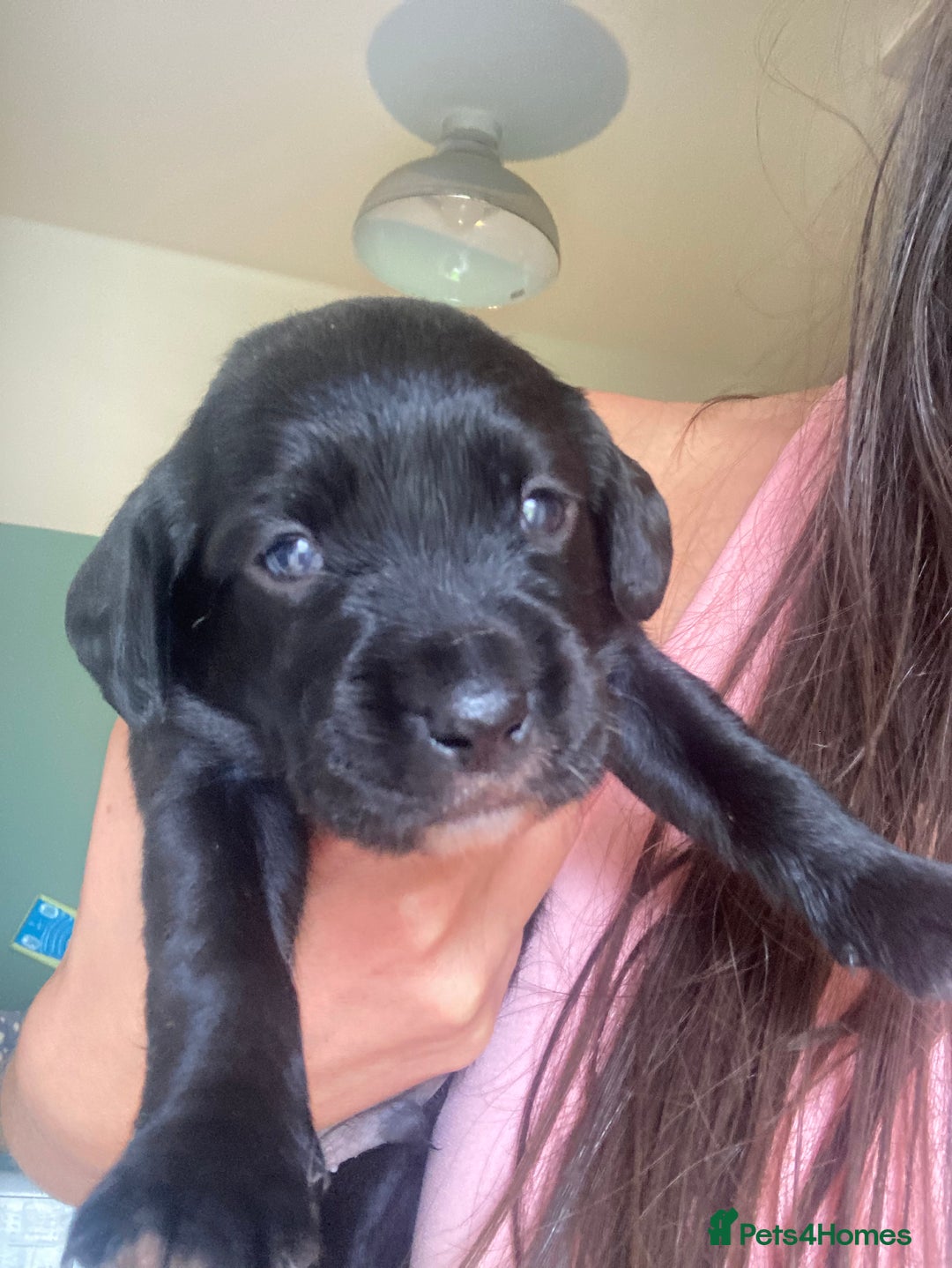Springador dogs for sale: Springadors from working puppies  - Image 3