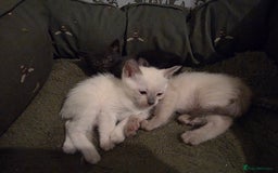 Siamese cats for sale: Siamese kittens gorgeous colours  - Image 4