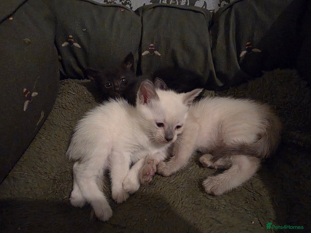 Siamese cats for sale: Siamese kittens gorgeous colours  - Image 4